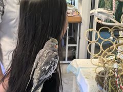 -吉丁鸟咖·异宠·寄养