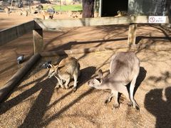 -费瑟代尔野生动物园