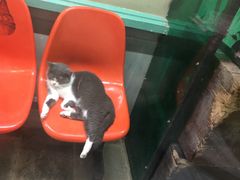 -猫咪博物馆(顶澳仔猫街店)