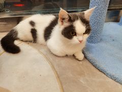 -猫力发电所·宠物专门店