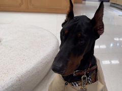 -帕帕拉兹宠物(亚洲旗舰店)