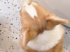 -柚子猫舍·精品猫舍购猫·猫咪认养·购宠·宠物店