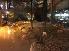 -白虎自助餐厅·真老虎·景观自助餐厅(广州长隆酒店)