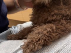 -瑞鹏宠物医院·普外科·影像科·皮肤科(城市山谷分院)