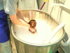 -PETKIT 小佩宠物·低压洗护·美容·寄养(安远店)