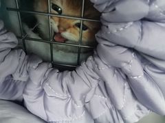 -欣宠猫屋·矮脚拿破仑·蓝金金渐层