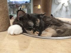 -楼上猫咖(罗湖店)