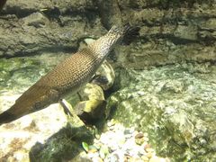-迪拜水族馆及水下动物园
