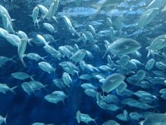 -上海海洋水族馆