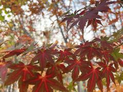 -大兴滨河森林公园