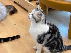 -有喵·猫咖·狗咖·30几只猫10只小狗(岗厦店)