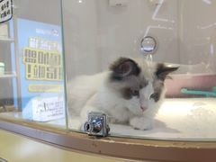 -龟与熊猫宠物公园(南坪店)