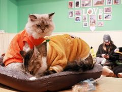 -绒爪撸猫下午茶·猫咖