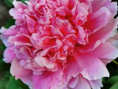 -黑龙江省森林植物园