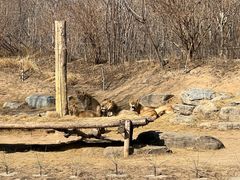 -北京野生动物园