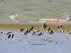 -青海湖国家重点风景名胜区