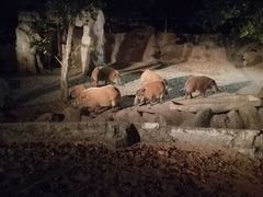-清迈夜间动物园