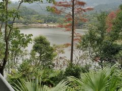 -深圳仙湖植物园