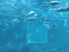 -海棠湾洲际-涛·海底餐厅·美人鱼·自助餐·海底隧道