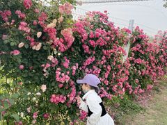 -武汉紫薇都市田园