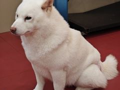 -和它·交个朋友·狗咖猫咖(爱琴海店)