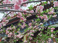 -珠海圆明新园