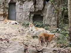 -广州长隆野生动物世界