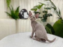 -山宅一喵德文卷毛猫舍