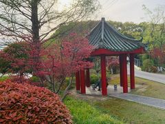 -九科绿洲