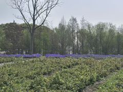 -同里国家湿地公园