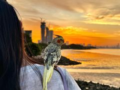 -深圳湾木棉花酒店