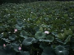 -龙头寺公园