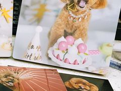 -读宠于你·约克夏比熊·睫角守宫·爬宠售卖(高新店)