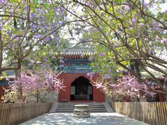 -大觉寺-停车场