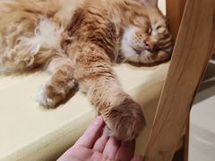 -藏猫猫咖啡主题馆(中央大道店)