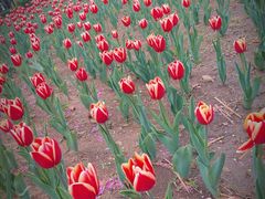 -长春公园(普阳街道)