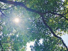 -上海共青森林公园