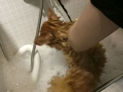 -PETKIT 小佩宠物·低压洗护·美容·寄养(安远店)