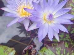 -上海滨江森林公园