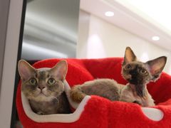 -山宅一喵德文卷毛猫舍
