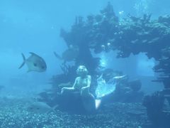 三文鱼-海棠湾洲际-涛·海底餐厅·美人鱼·自助餐·海底隧道