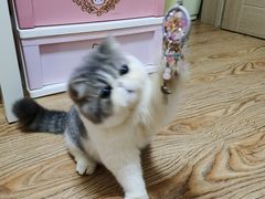 -宠爱国际动物医院· 猫科· 外科·中兽医(长白店)