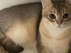 -momokira米努特·德文卷毛猫·棉花面纱犬