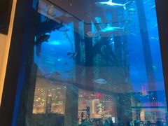 -迪拜水族馆及水下动物园