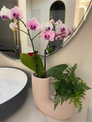 -WENDY·温迪皮肤管理