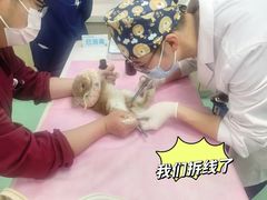 -北京观赏动物医院·24小时大型综合·猫专科·异宠专科