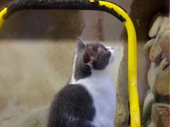 -猫咪博物馆(顶澳仔猫街店)