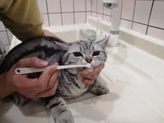 -猫大福·Fortune Cat猫舍(百子湾店)
