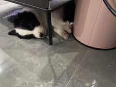 -翊宠yipet猫狗购宠庄园犬舍•猫舍