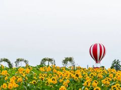 -荷兰花海